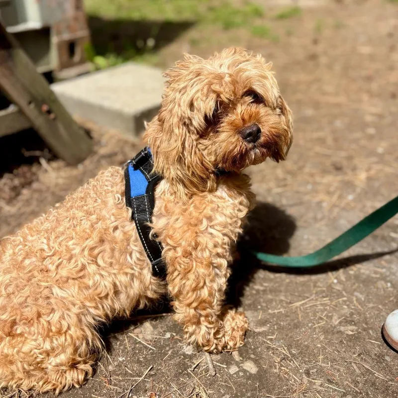 Odie thumbnail 2