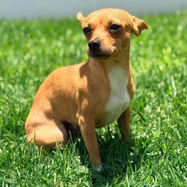 A young small-sized male Yellow / Tan / Blond / Fawn Chihuahua dog named Biscuit for adoption in Manvel, TX
