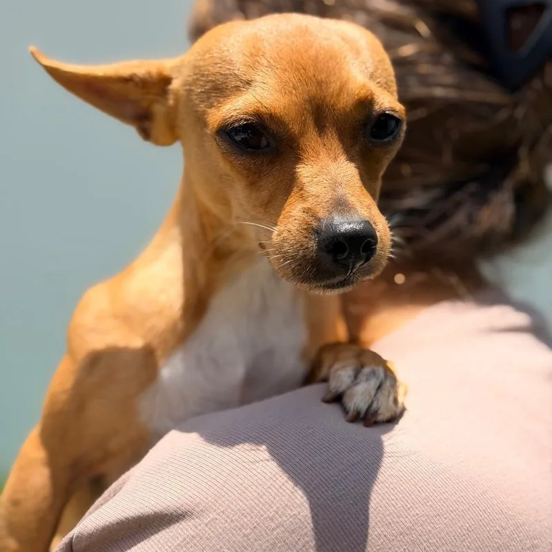 Biscuit thumbnail 6