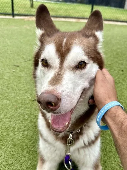 An adult large-sized male Brown / Chocolate Mixed Breed dog named Leo for adoption in Wichita, KS