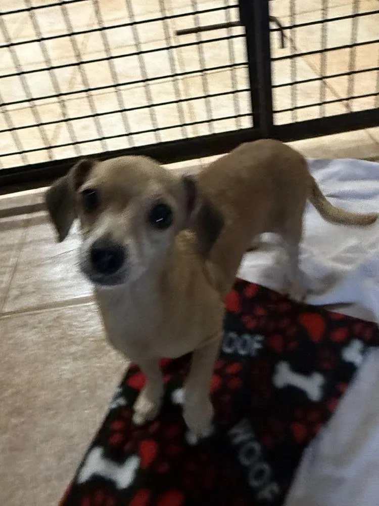 An adult small-sized female Dachshund dog named The Doxies : Dixie for adoption in Osgood, IN