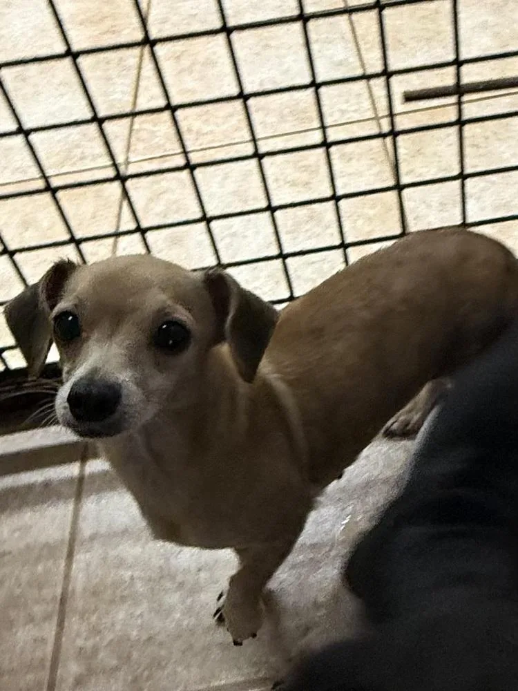 The Doxies : Dixie thumbnail 3