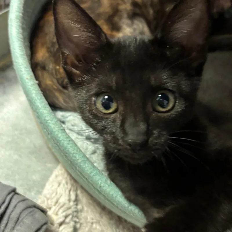 A baby small-sized female Black Domestic Short Hair cat named Lobster for adoption in Port Charlotte, FL