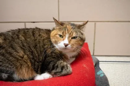 A senior small-sized female Domestic Short Hair cat named Kiki for adoption in Golden Valley, MN