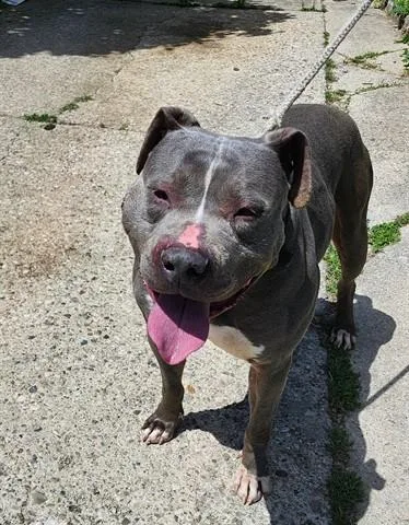 A young medium-sized male Pit Bull Terrier dog named Danimals for adoption in Dayton, OH