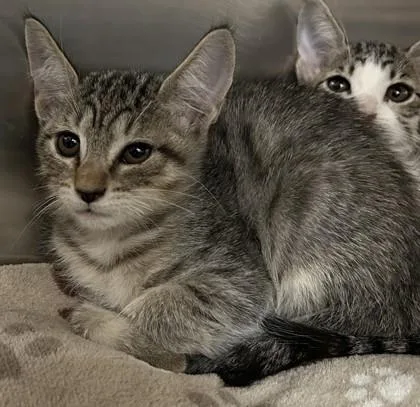 A young small-sized female Domestic Short Hair cat named Cinnamon for adoption in Phoenix, AZ
