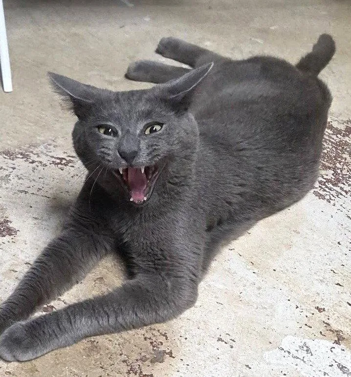 An adult medium-sized male Gray / Blue / Silver Domestic Short Hair cat named Nigel for adoption in Trenton, NJ