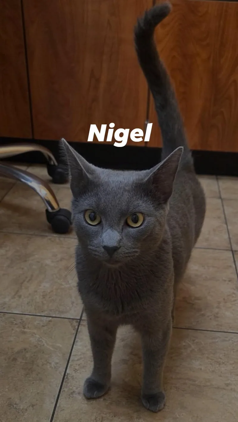 Nigel thumbnail 3