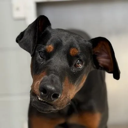 A young medium-sized female Doberman Pinscher dog named Laufey for adoption in Sacramento, CA