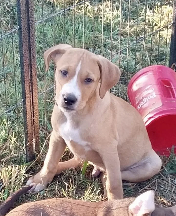 Biscuit