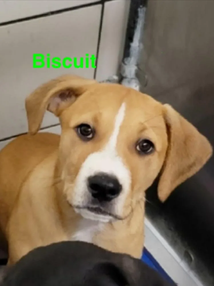 Biscuit thumbnail 3