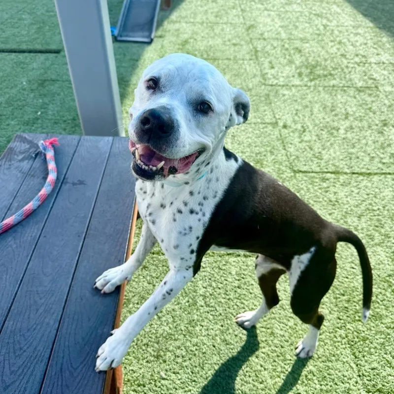 Joe Star thumbnail 3