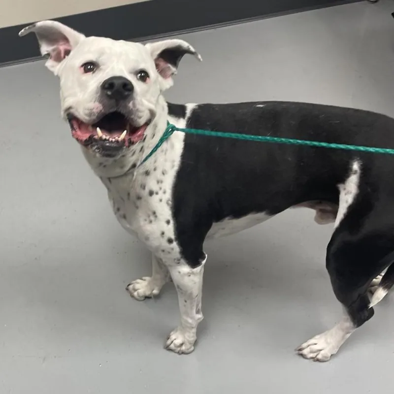 Joe Star thumbnail 4