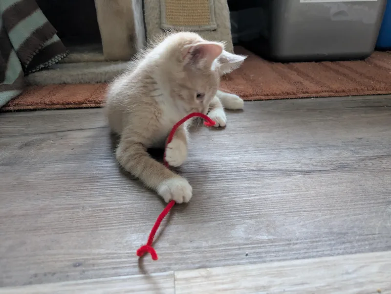 A baby small-sized male Domestic Short Hair cat named Pudding for adoption in Mineral Point, WI