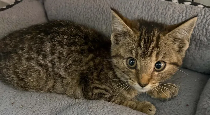 A baby small-sized male Brown / Chocolate Domestic Short Hair cat named Picasso for adoption in Evansville, IN