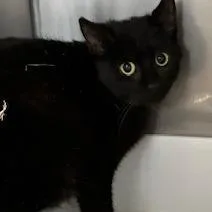 An adult medium-sized female Black Domestic Short Hair cat named Blackie for adoption in Grinnell, IA