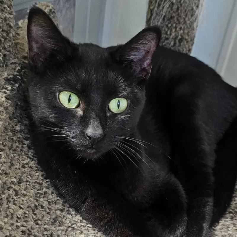 Blackie thumbnail 2