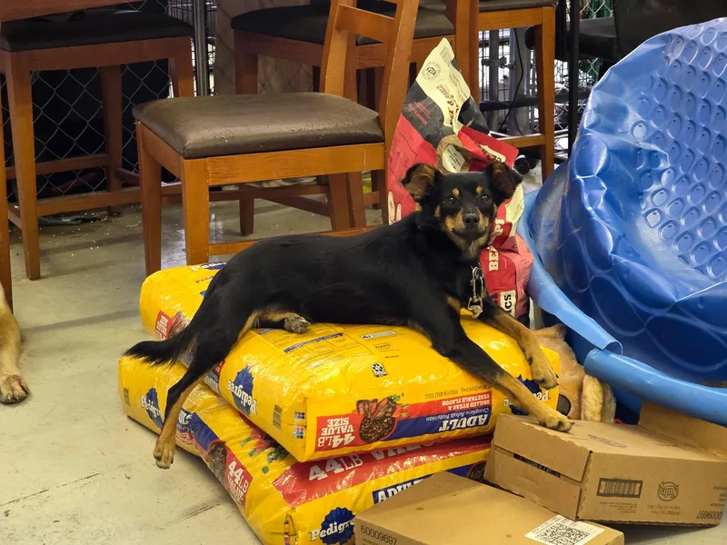 A young small-sized male Miniature Pinscher dog named Toni for adoption in Muldrow, OK