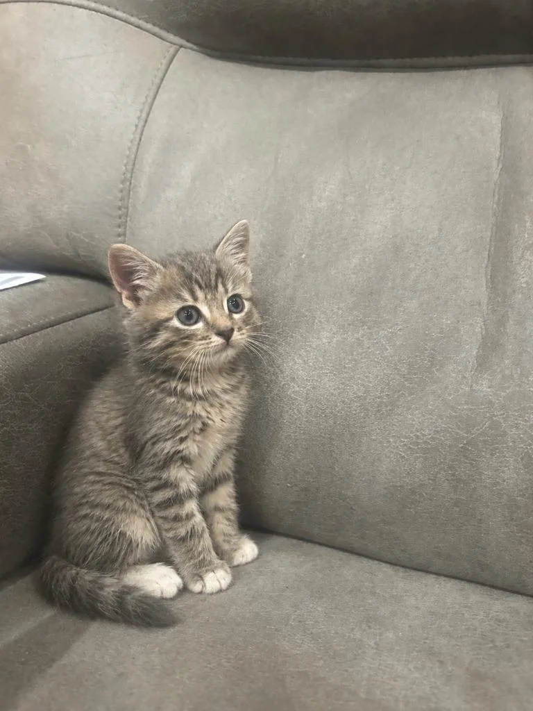 A baby medium-sized male Domestic Short Hair cat named Willy for adoption in Johnson City, TN