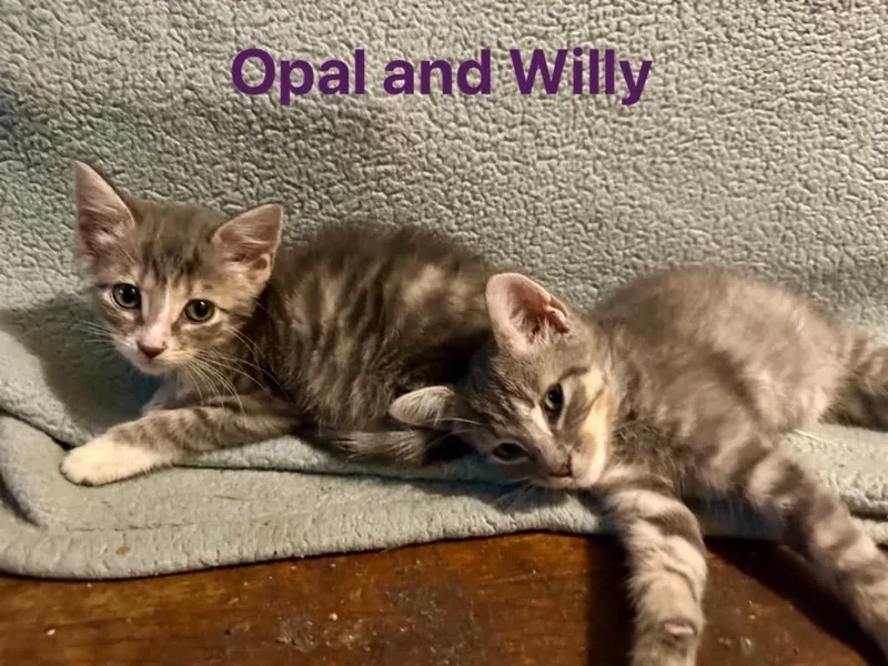 Willy thumbnail 2