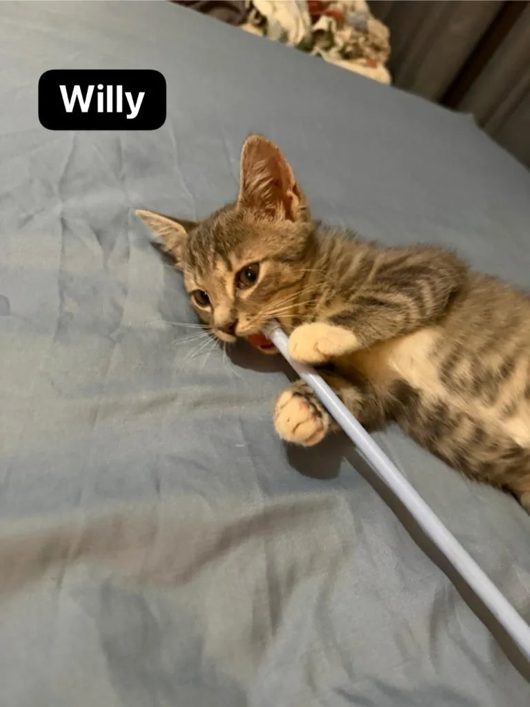 Willy thumbnail 4