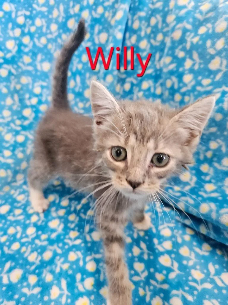 Willy thumbnail 5