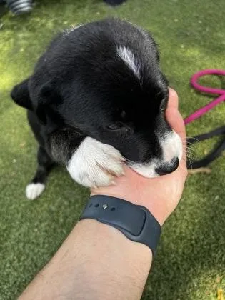 A baby small-sized female Mixed Breed dog named Gina for adoption in Largo, FL