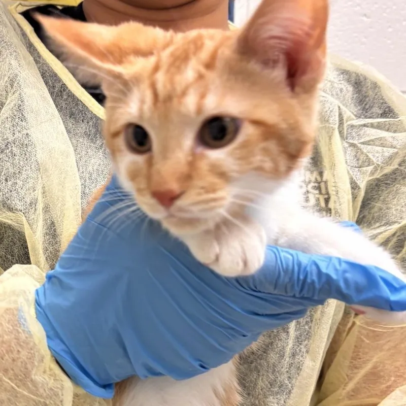 A baby small-sized female Orange / Red Domestic Short Hair cat named Violet for adoption in Murray, UT