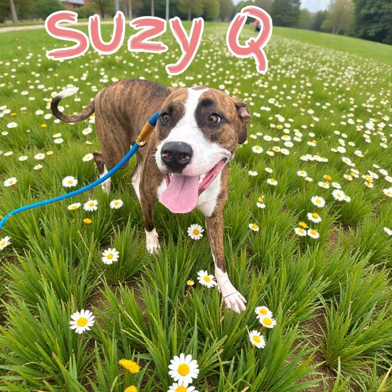 Susie Q