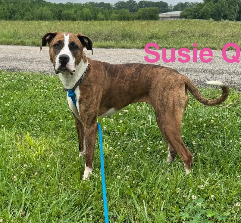Susie Q thumbnail 2