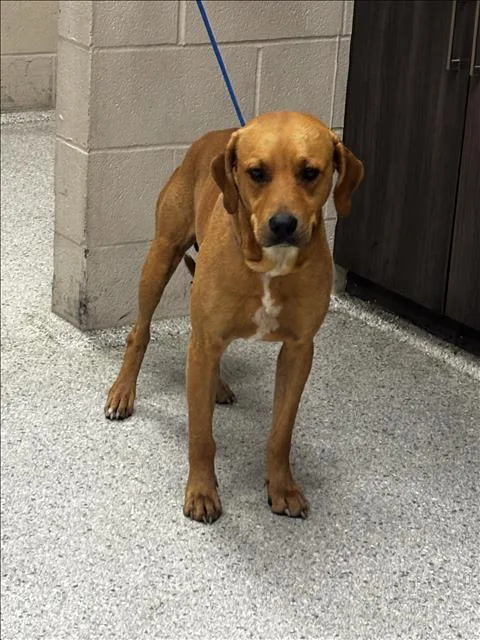 A young large-sized male Labrador Retriever dog named Bumper for adoption in Conroe, TX