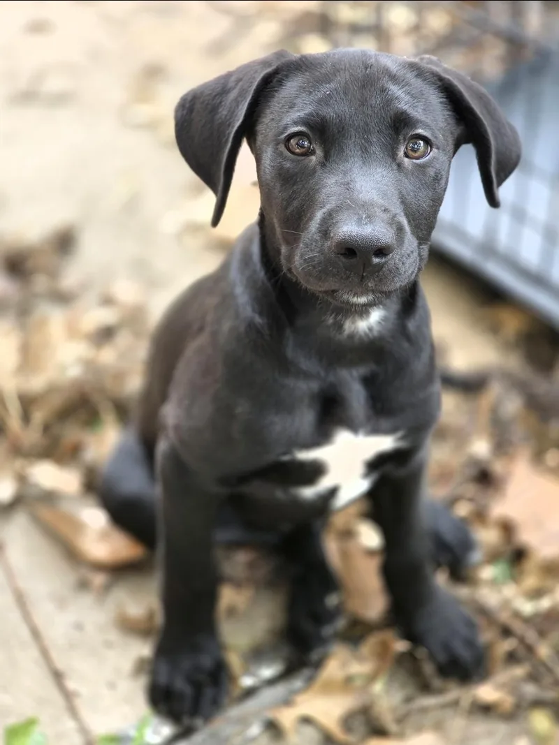 A baby large-sized male Black Chesapeake Bay Retriever dog named Steve for adoption in Lincoln, NE