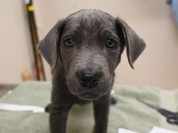 A baby small-sized male Newfoundland Dog dog named Fisher for adoption in Portland, OR