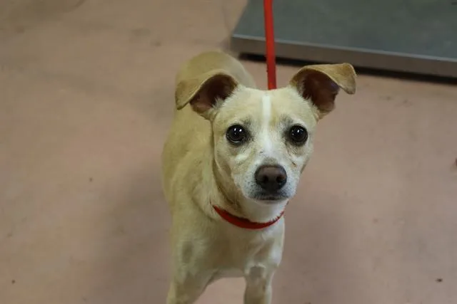 A young small-sized male Mixed Breed dog named Scotland for adoption in Columbia, SC