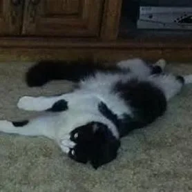 A senior large-sized female Black Domestic Medium Hair cat named Chanel C for adoption in Princeton, MN