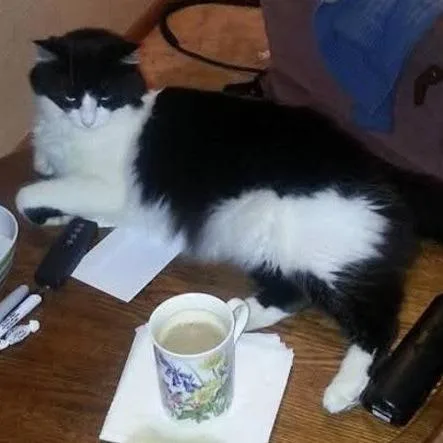 Chanel C thumbnail 2