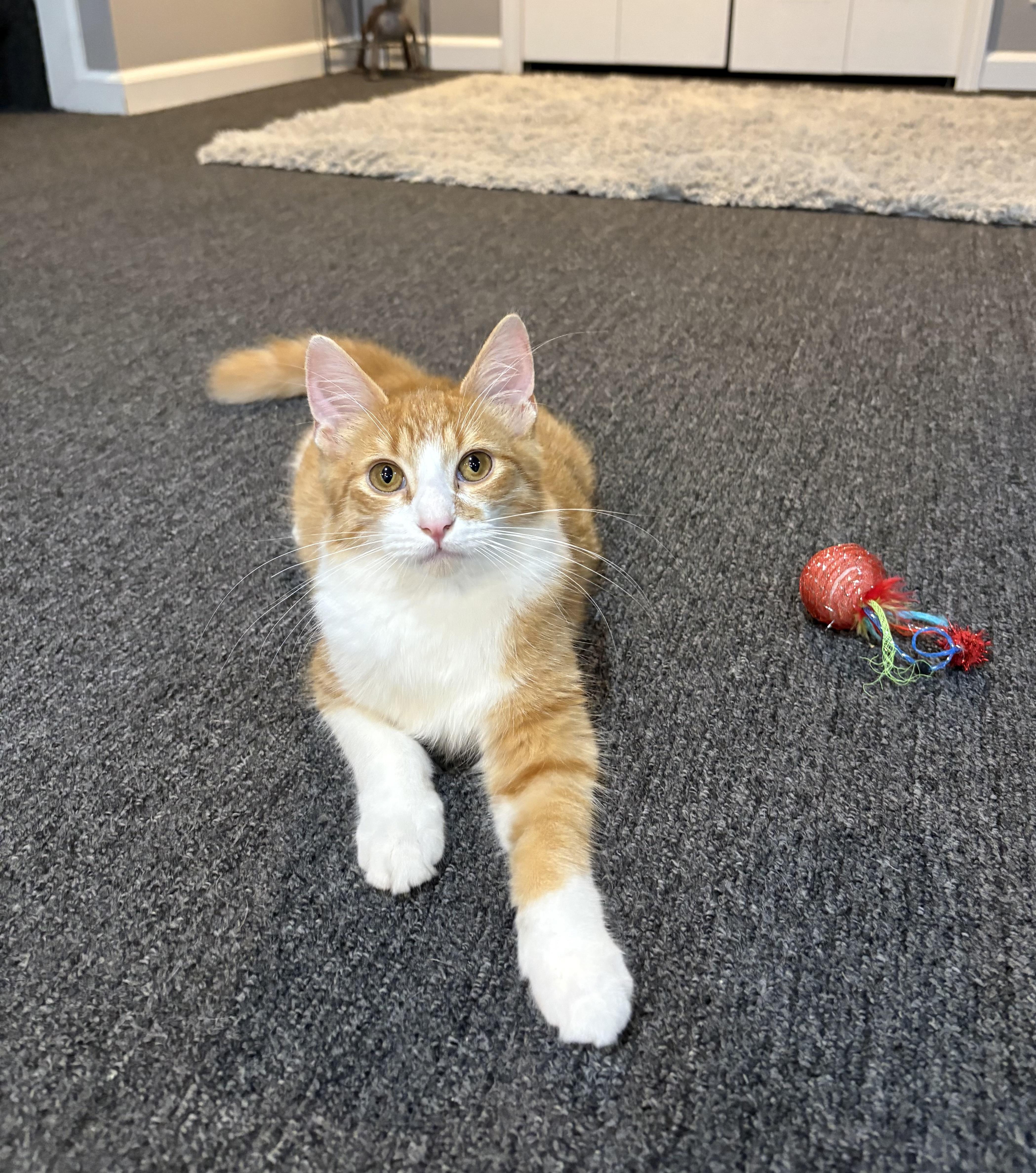 A baby large-sized male Domestic Medium Hair cat named Marley for adoption in Macomb, MI