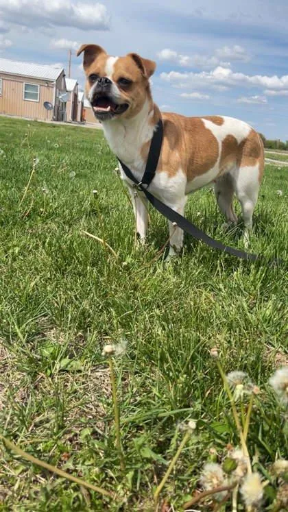 An adult small-sized female Pug dog named Aurorabella for adoption in Mount Pleasant, IA