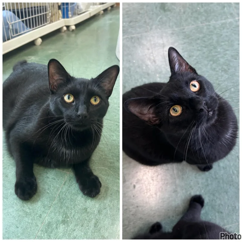 A young medium-sized male Black Domestic Short Hair cat named Ross Gellar & Rachel for adoption in Mokena, IL
