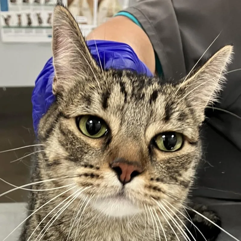 A young medium-sized female Gray / Blue / Silver Domestic Medium Hair cat named Aries for adoption in Las Cruces, NM