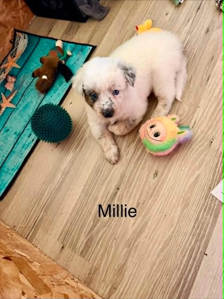 A baby small-sized female Border Collie dog named Millie for adoption in Hillsdale, IN