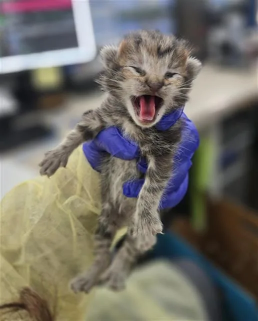 A baby medium-sized female Domestic Short Hair cat named Button for adoption in Dallas, TX