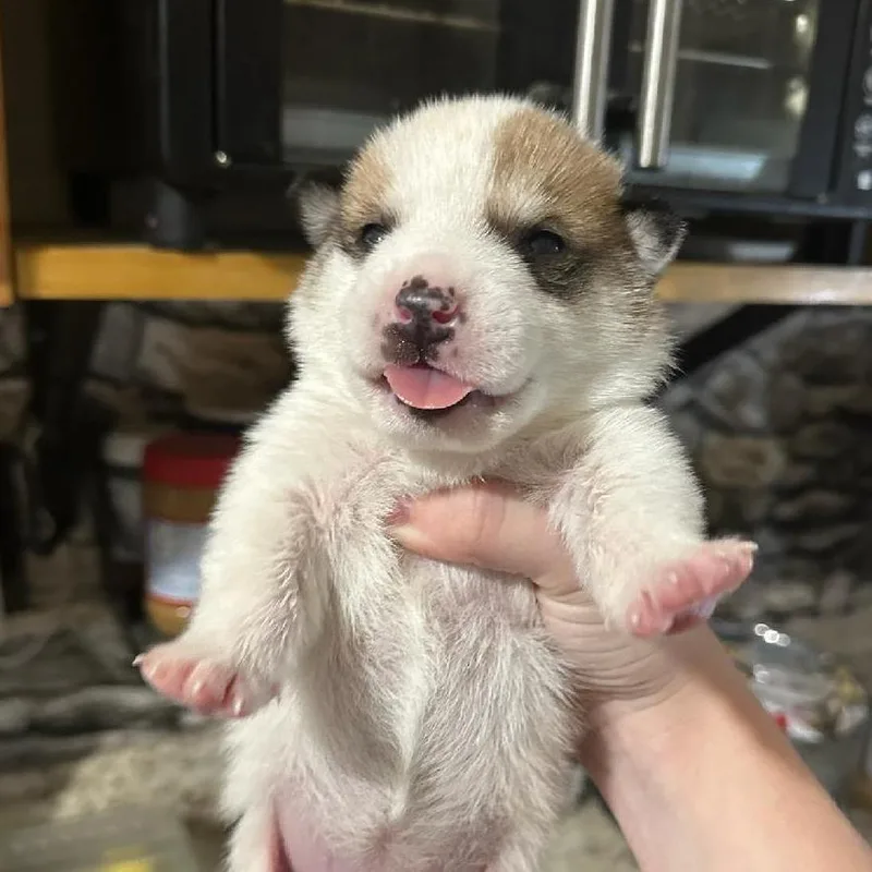 A baby medium-sized female White / Cream Husky dog named Hazelnut for adoption in Phoenix, AZ