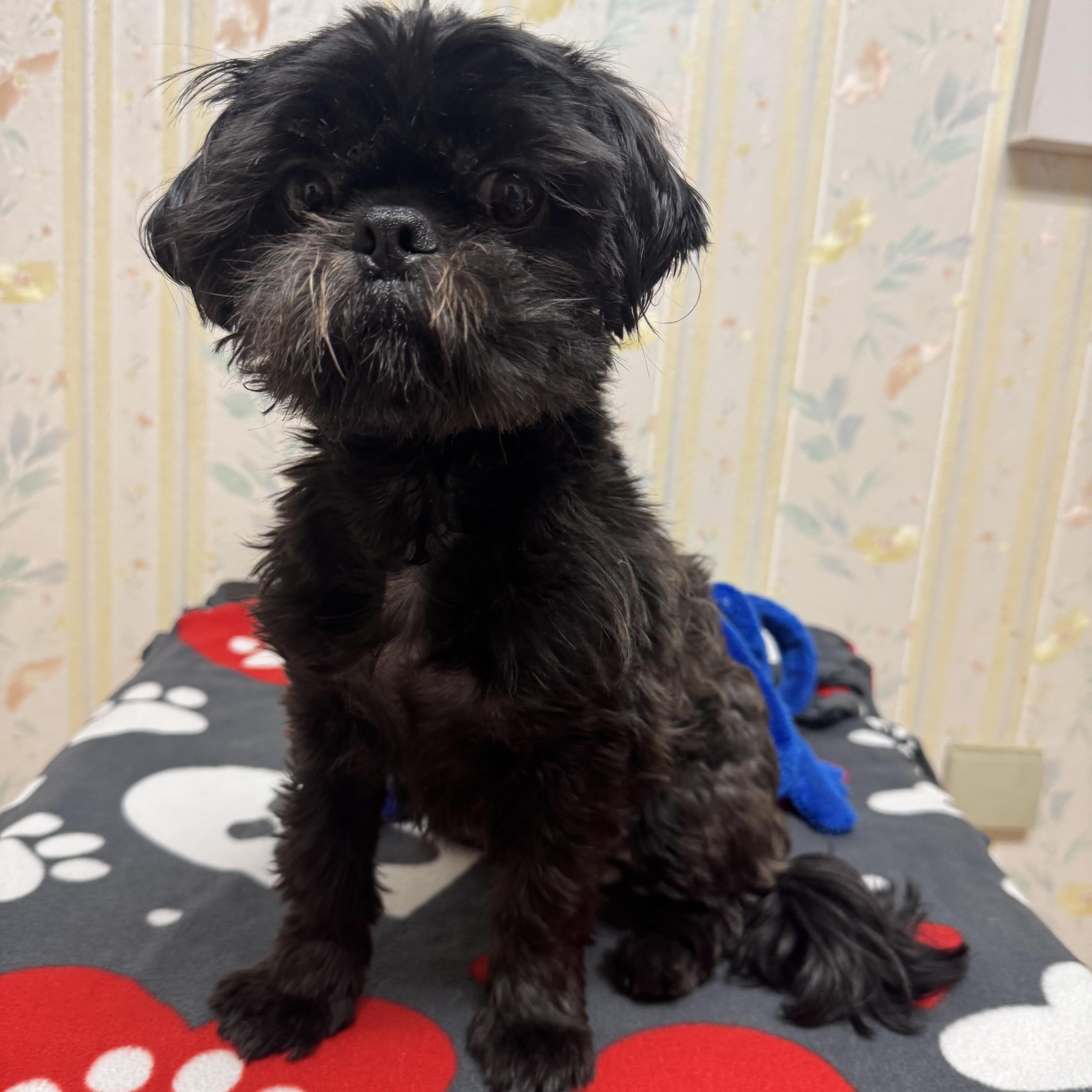 A young small-sized female Shih Tzu dog named Charm for adoption in San Jose, CA