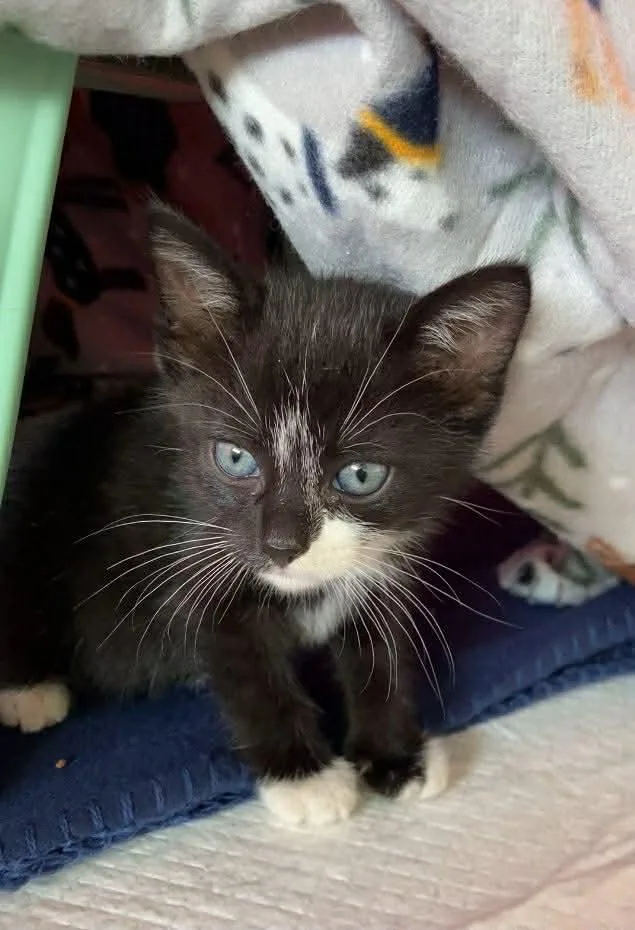 A young medium-sized male Black & White / Tuxedo Domestic Short Hair cat named Tennessee for adoption in Dalzell, IL