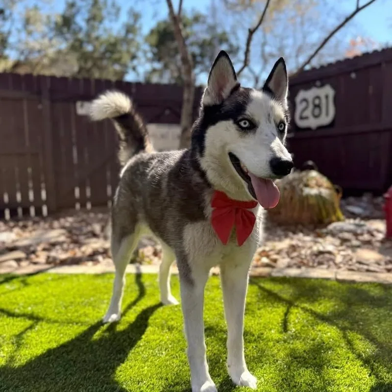 A young medium-sized male Gray / Blue / Silver Siberian Husky dog named Lobo for adoption in Williston, VT