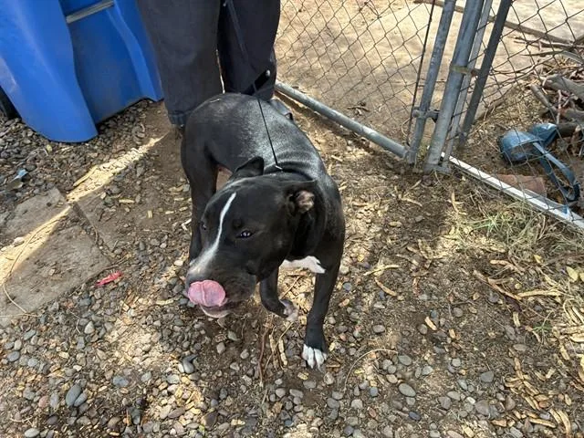 A young large-sized male Pit Bull Terrier dog named Mickey for adoption in Phoenix, AZ