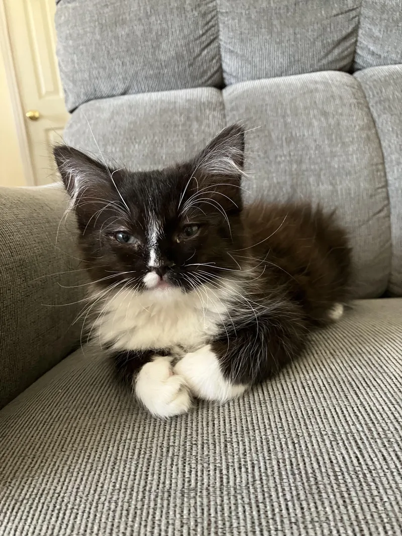 A baby medium-sized male Black & White / Tuxedo Domestic Medium Hair cat named Baby Boy for adoption in Monrovia , CA