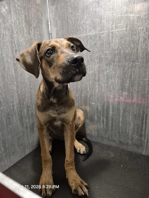 A young medium-sized male Labrador Retriever dog named Carmelo for adoption in San Antonio, TX