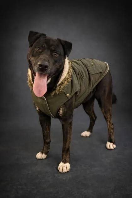 A young large-sized male Labrador Retriever dog named Mickey for adoption in Ashland, OH